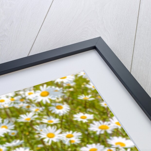 Daisy flowers by Assaf Frank